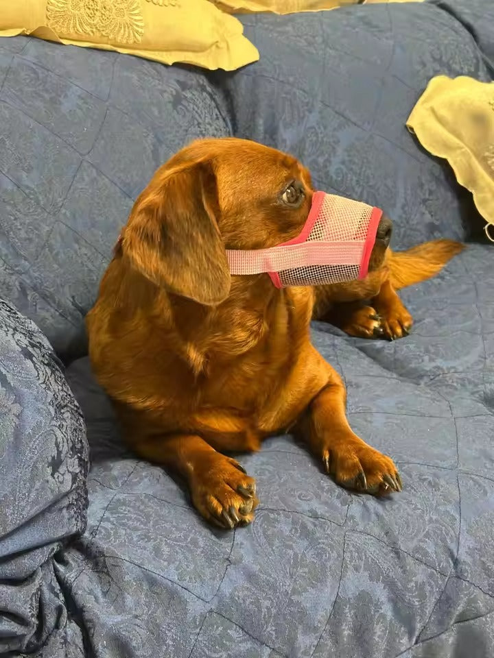 A brown dachshund sitting on a blue quilted couch, wearing a pink mesh muzzle with red trim.