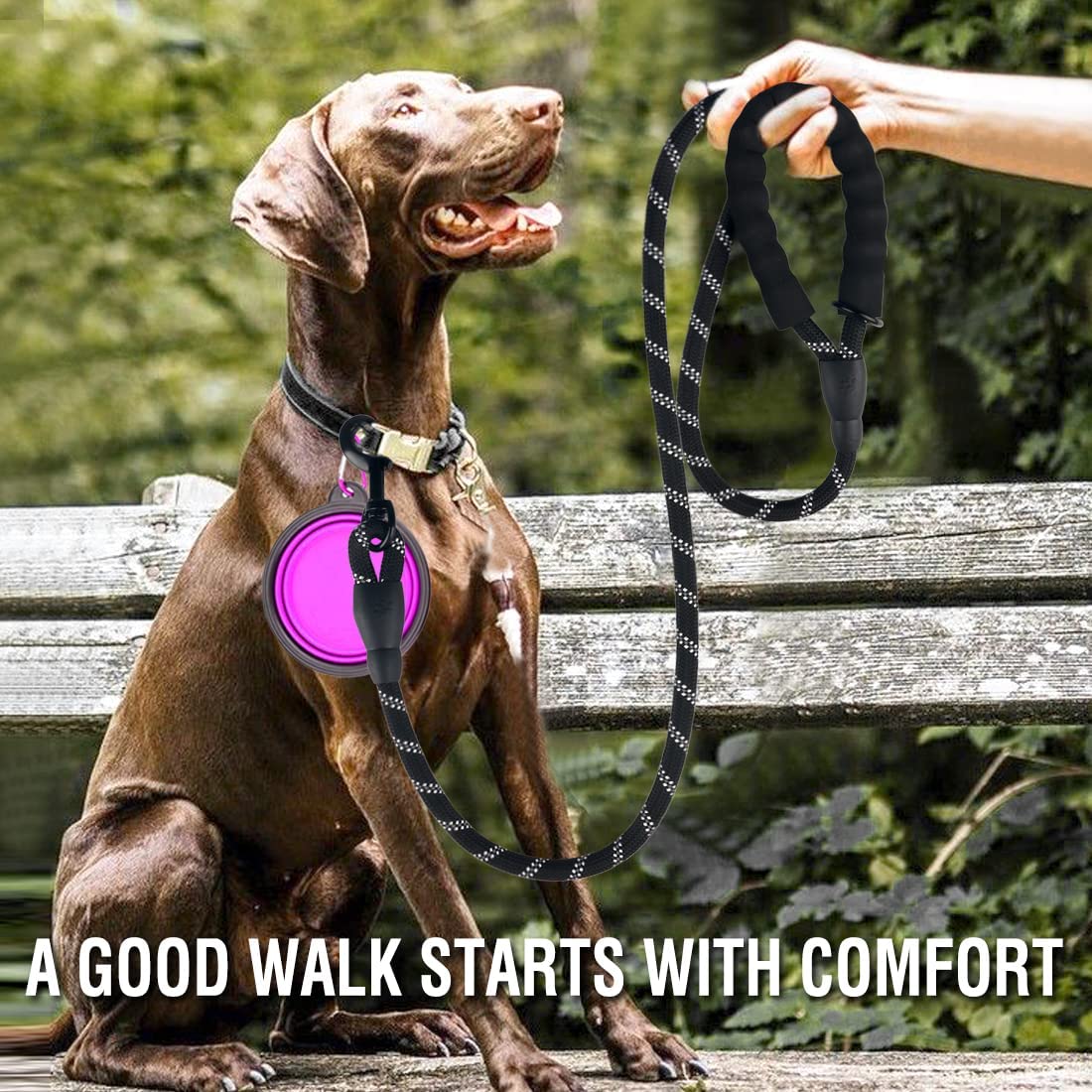 Dog on a leash with a pink light, sitting on a bench outdoors.