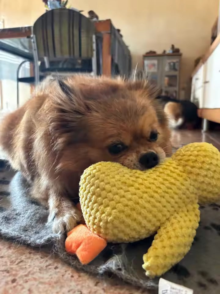 Small dog holding a yellow toy with an orange tip on a carpeted floor.