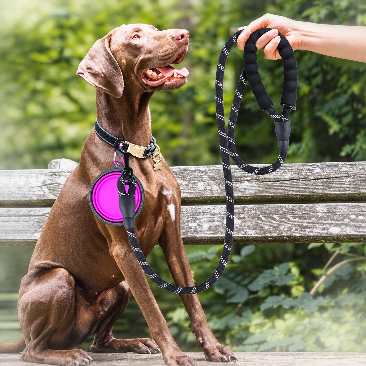A brown dog sits on a wooden bench outdoors while wearing a black collar and leash. A human hand holds the leash near the dog's head.