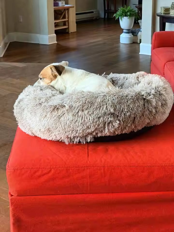 A small white and tan dog rests inside a round, fluffy light gray pet bed placed on a bright red ottoman in a living room with hardwood floors.